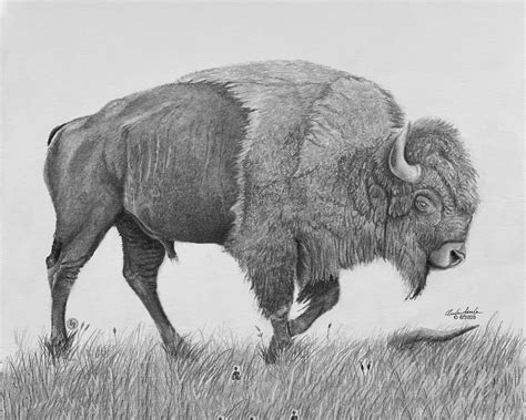 Realistic Bison Drawing