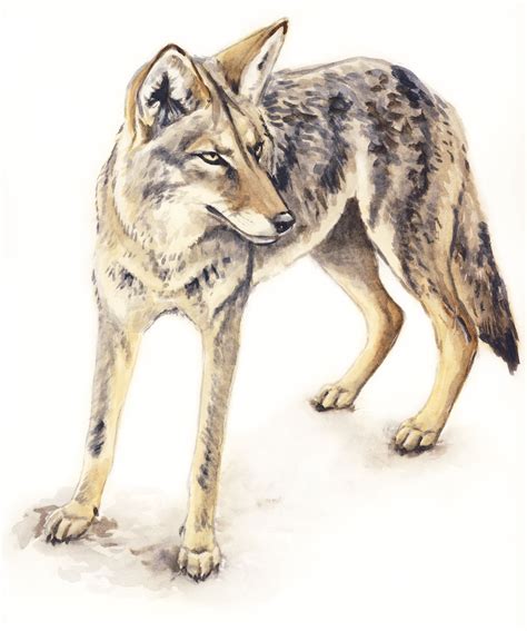Realistic Coyote Drawing