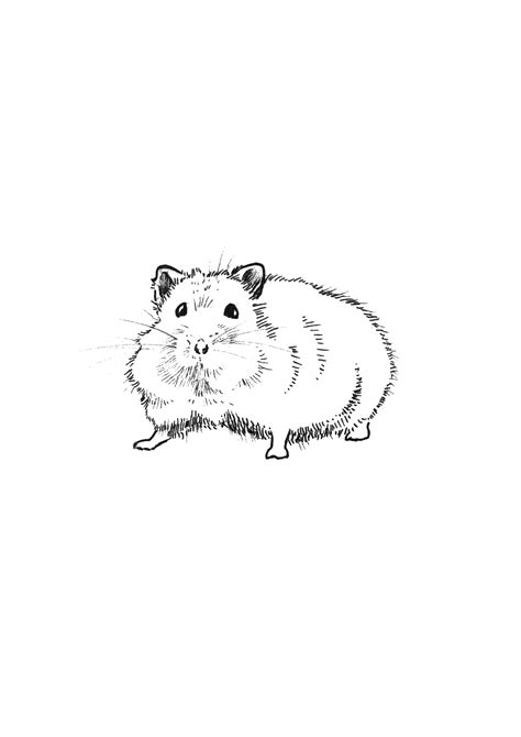 Realistic Dwarf Hamster Coloring Pages Workberdubeat Coloring