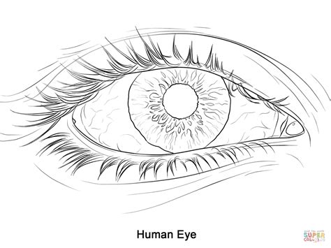 Realistic Eye Coloring Pages