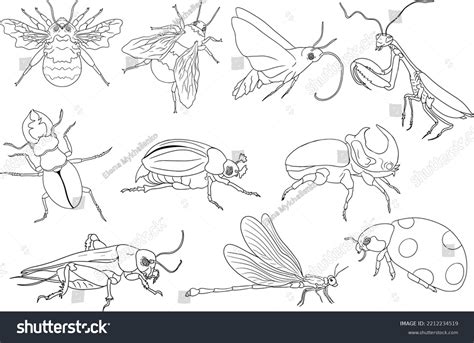 Realistic Insect Coloring Pages Realistic Coloring Pages
