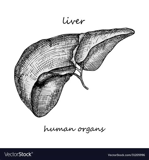 Realistic Liver Drawing