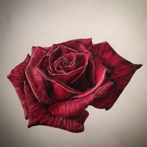 Realistic Rose Drawing Color