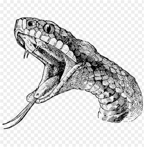 Realistic Snake Head Drawing