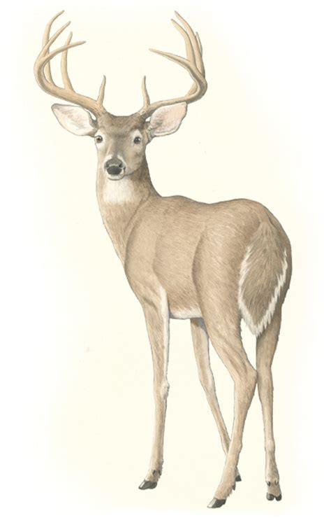 Realistic white tailed deer drawing. Things To Know About Realistic white tailed deer drawing. 