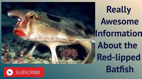 Really Awesome Information About the Red-lipped Batfish