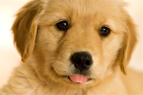 Really Cute Golden Retriever Puppies