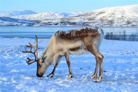 Reandear - Reindeer’s amazing ability to eat and sleep simultaneously appears to be an adaptation to their life in the short Arctic summer, enabling them to fatten up without stopping so frequently to slumber.
