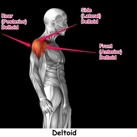 Rear deltoid. Things To Know About Rear deltoid. 