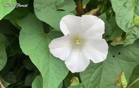 Reason and Fixing Morning Glory Leaves Turning Yellow