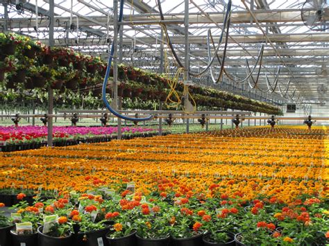 Rebecca Harrison - Color Spot Nurseries, Lodi, California - AllPeople