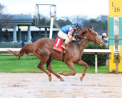 Dash Attack is a 4 year old gelding and has raced from 2021 to 2023. He was sired by Munnings out of the Hard Spun mare Cerce Cay.He was trained by Kenneth G. McPeek and has raced for Magdalena Racing (Sherri McPeek), Catalyst Stable, Pollard, Kevin J. and Slevin, Patty, and was bred in Kentucky, United States by Catalyst Stable & Magdalena Racing.. 