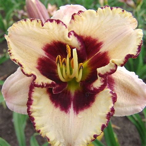 Reblooming Daylily - Border Music - amazon.com