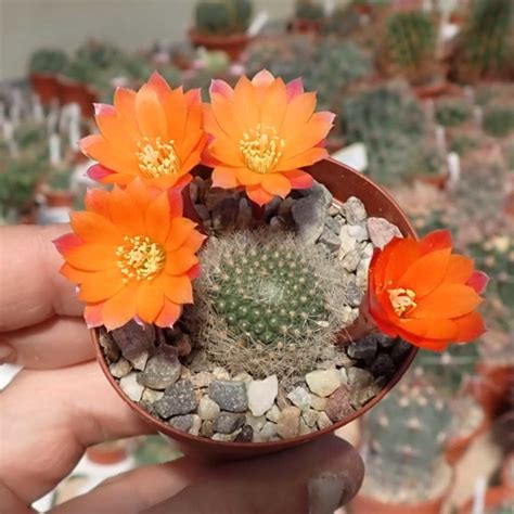 Rebutia hoffmannii International Plant Names Index