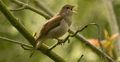 Recent Bird Sightings at Fingringhoe Wick - Waxwing Eco