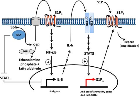 Recent advances in the role of sphingosine 1-phosphate in cancer