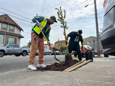 Recent storms uproot thousands of trees in SF