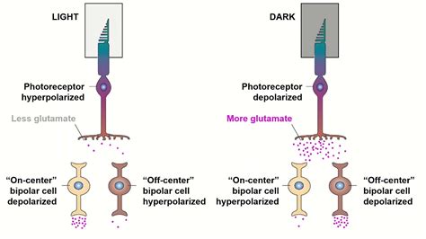 Receptive Fields and ON/OFF Center Bipolar Cells - YouTube