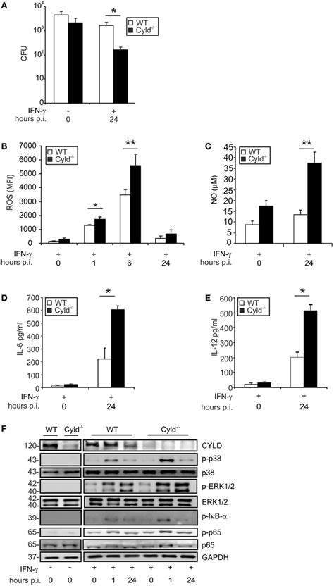 Receptor-Interacting Protein Kinase-2 Inhibition by CYLD Impairs ...