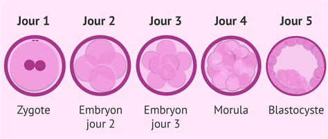 Recherches histologiques et physiologiques sur l'embryologie des labiatiflores. - Study guide 2013 pima medical institute.