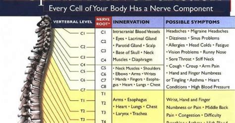Recipes and Tips To Fight M.S. Spinal Nerve Function