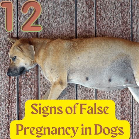 Recognizing a False Canine Pregnancy - VetInfo