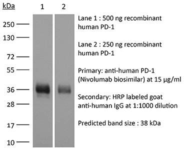 RecombiMAb anti-mouse PD-1 (CD279) Bio X Cell