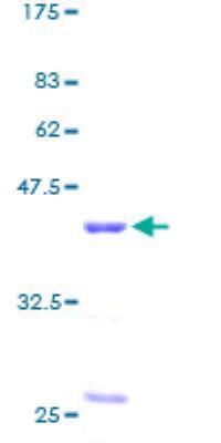 Recombinant Human/Mouse/Rat UBE2M/Ubc12 Protein, CF