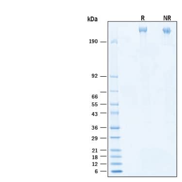 Recombinant Human Stabilin-2 His-tag Protein, CF 11086-S2-050: …