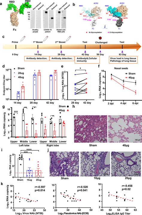 Recombinant vaccine containing an RBD-Fc fusion induced