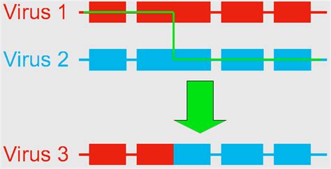 Recombination - UMD