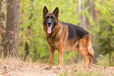 Recommended products we use for our German Shepherd Dogs The product we highly recommend for all dogs is NuVet , this is a vitamin that is like a treat for your dog