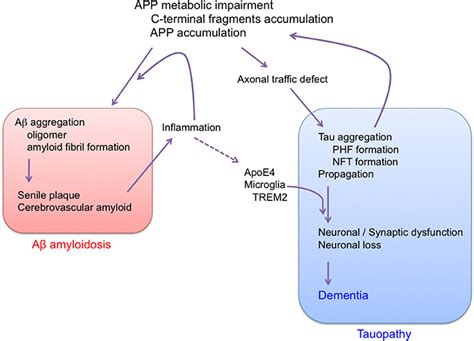 Reconsideration of Amyloid Hypothesis and Tau …