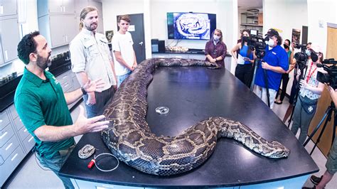 Record-breaking 18-foot Burmese python caught in Florida Everglades