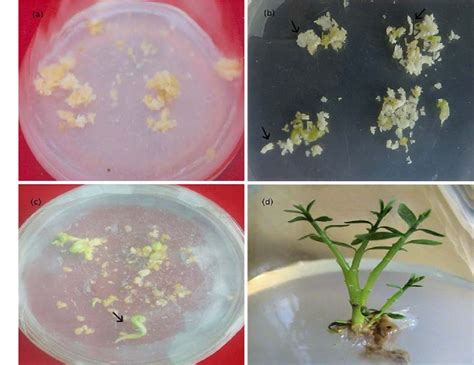 Recovery of plants from cryopreserved embryogenic cell …