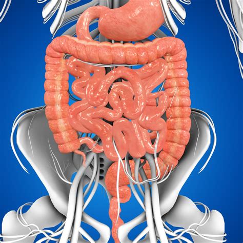 Recto. Origen: una línea en las superficies externas del cuerpo del pubis, la rama inferior del pubis y la rama del isquion. Inserción: superficie medial del eje proximal de la tibia. Irrigación: arteria femoral circunfleja medial. Inervación: nervio obturador. Acción: aduce el muslo en la articulación de la cadera y flexiona la pierna en la ... 