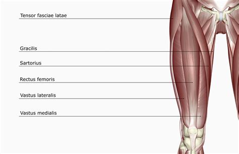 Rectus Femoris Muscle Function and Anatomy