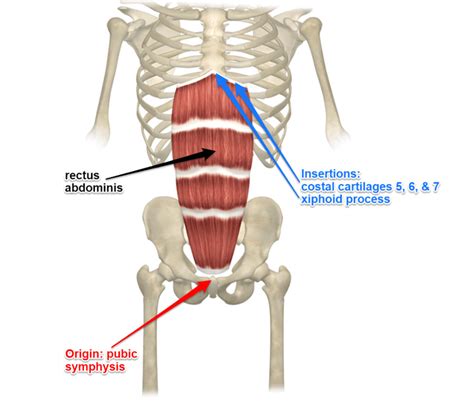 Rectus abdominis