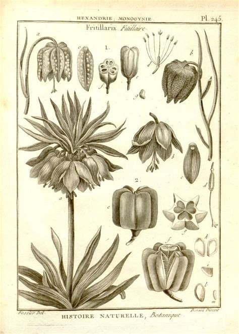 Recueil de planches de botanique de l'encyclopédie. - Numerical analysis burden 9th edition solution manual.