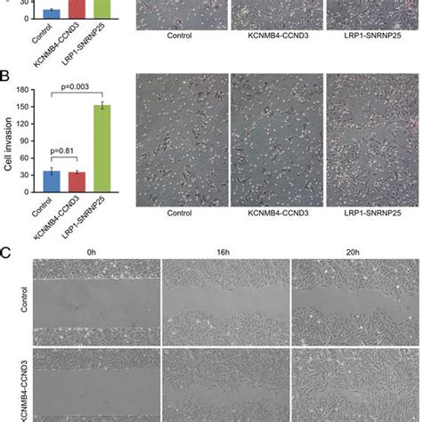Recurrent LRP1-SNRNP25 and KCNMB4-CCND3 fusion