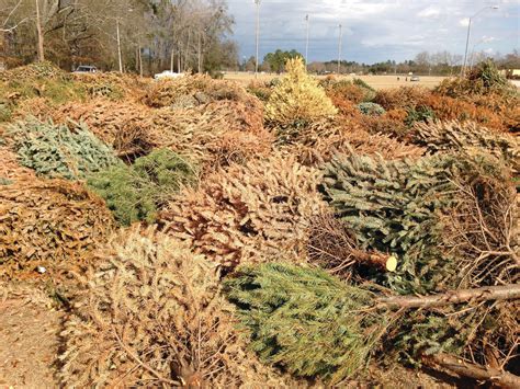 Recycled Christmas trees provide residents free springtime mulch