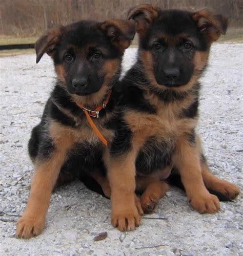 Red And Black German Shepherd Puppies For Sale