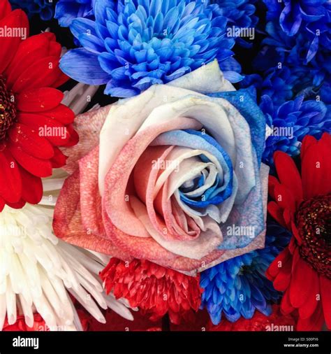 Red And Blue Flowers