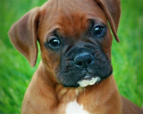 Red And White Boxer Puppies