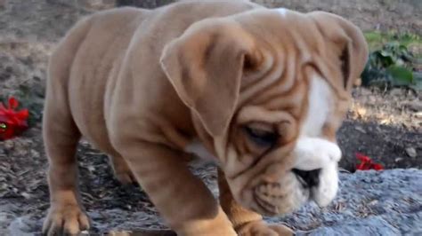 Red And White English Bulldog Puppies For Sale