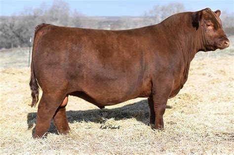 Red Angus - Pure Beef