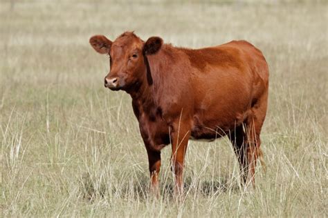 Red Angus Cattle Breed: Pictures, Facts, Uses, Origins ...