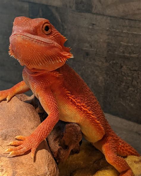 Red Bearded Dragon Price