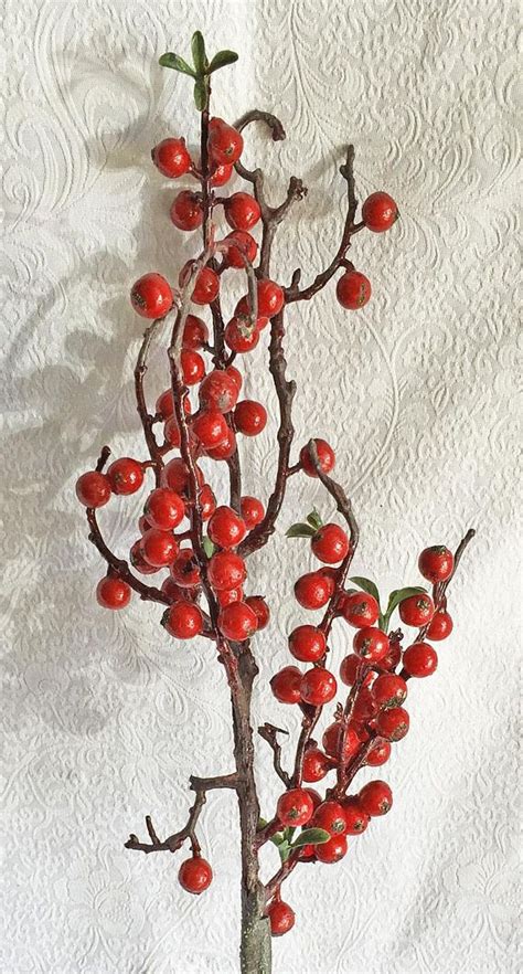 Red Berries Floral - Etsy