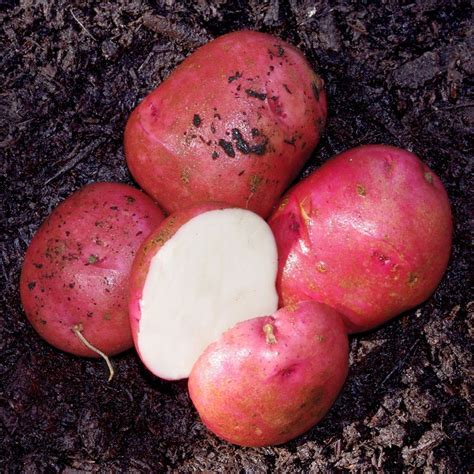 Red Chieftain Seed Potato, 5lb - alaskamillandfeed.com